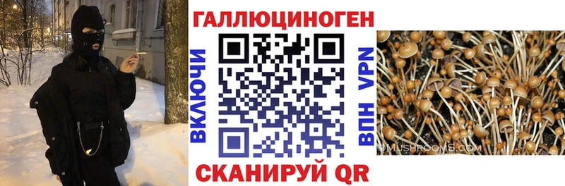 Псилоцибиновые грибы GOLDEN TEACHER  Купить  Хасавюрт 